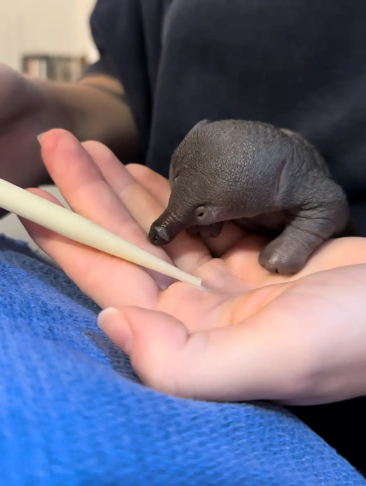 Native Wildlife in Rehabilitation
